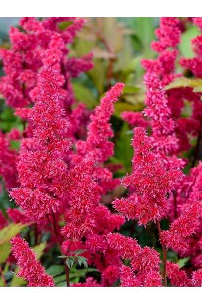 Астильба арендса Фанал купити